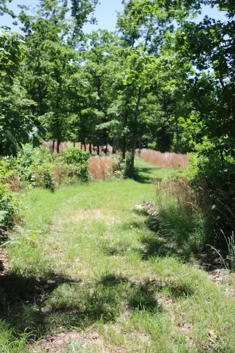 3578 State Highway 99, Birch Tree, MO 65438 photo 16