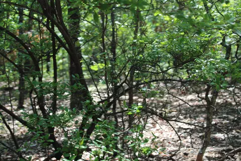 000 Lakeshore Rd #LOT 10, Protem, MO 65733 photo 11