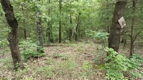 000 County Road 814, Gainesville, MO 65655 photo 11