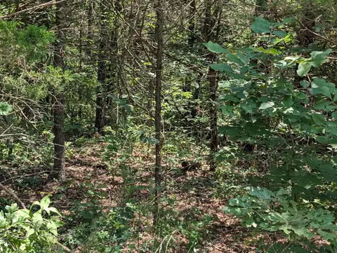 6 Lots Farm Road 1255, Shell Knob, MO 65747 photo 5