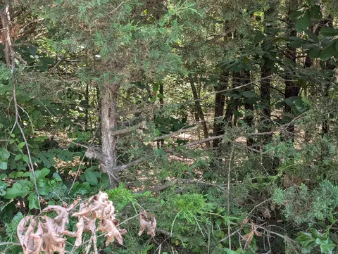 6 Lots Farm Road 1255, Shell Knob, MO 65747 photo 6