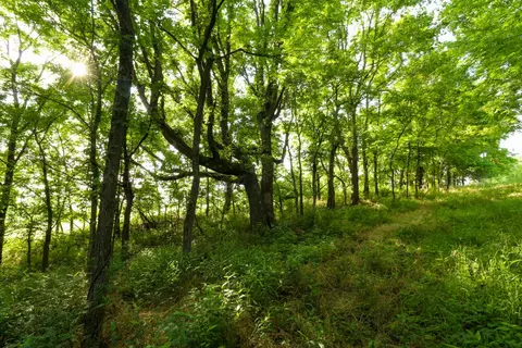 000 Hidden Valley Rd, Clever, MO 65631 photo 22