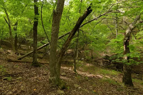 2028 Indian Point Rd, Branson, MO 65616 photo 22