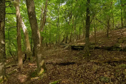 2028 Indian Point Rd, Branson, MO 65616 photo 23