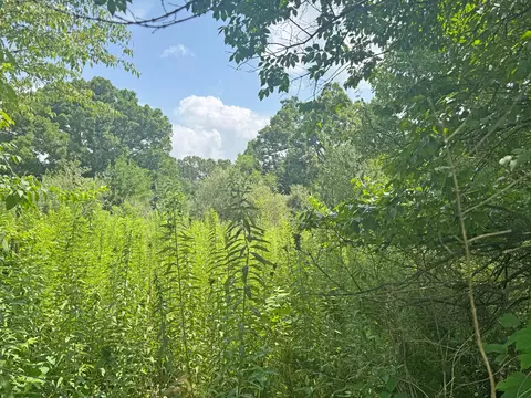 000 Lay Rd, Houston, MO 65483 photo 3