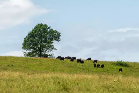 Other - 15576 State Highway 76, Ava, MO 65608 photo 72 of 84