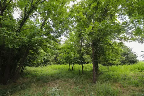 000 E Dade 132, Everton, MO 65646 photo 25