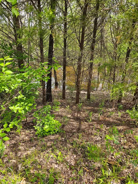427 Maynard Rd, Nixa, MO 65714 photo 48