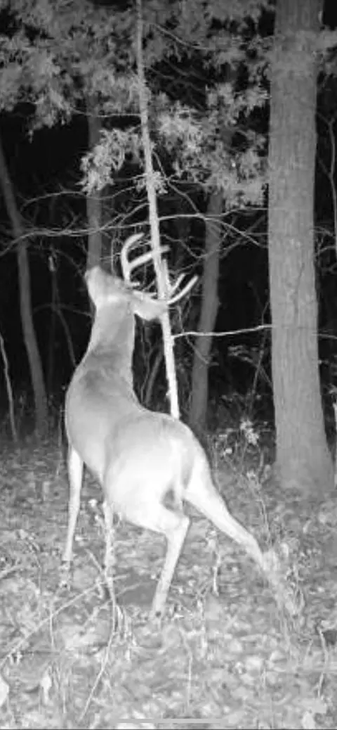 Tract 3b Route 4, Squires, MO 65755 photo 10