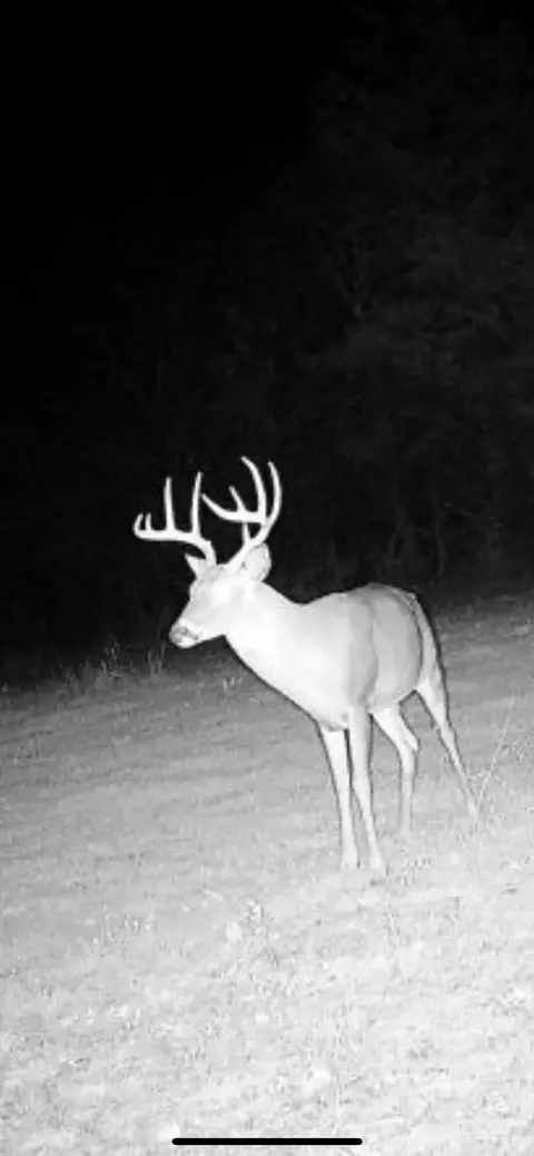 Tract 3b Route 4, Squires, MO 65755 photo 11