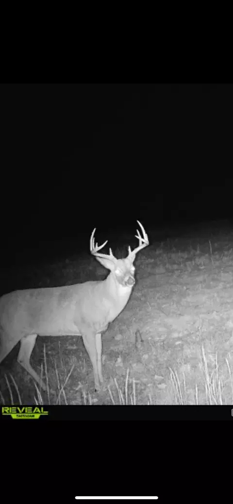 Tract 3b Route 4, Squires, MO 65755 photo 14