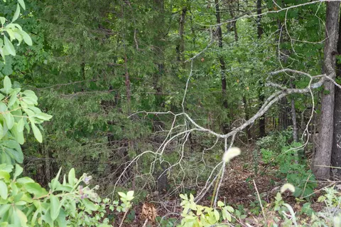 tbd Old Rte 76, Branson, MO 65616 photo 12