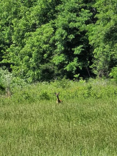 002 E 490th Rd, Bolivar, MO 65613 photo 4