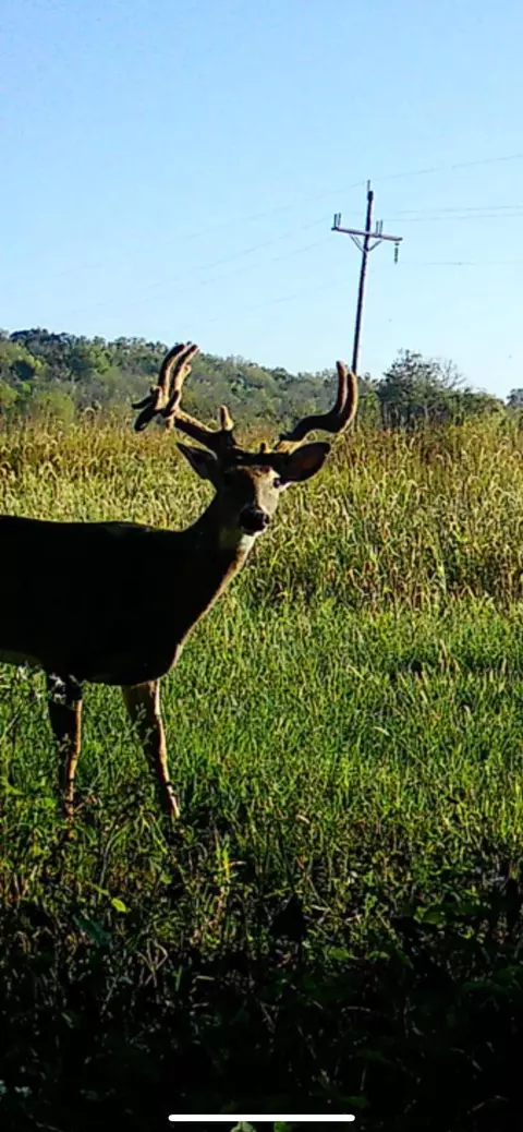 002 E 490th Rd, Bolivar, MO 65613 photo 5