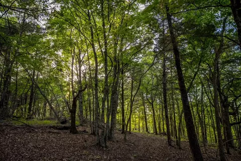 000 Patriot Dr, Forsyth, MO 65653 photo 8