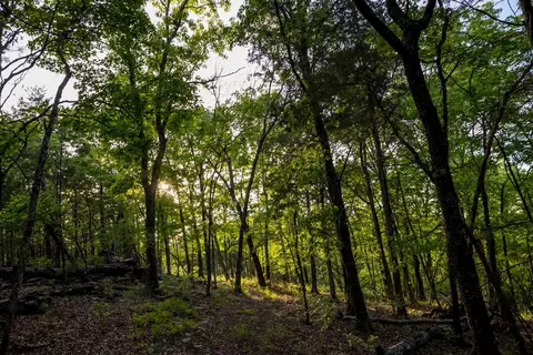 000 Patriot Dr, Forsyth, MO 65653 photo 9