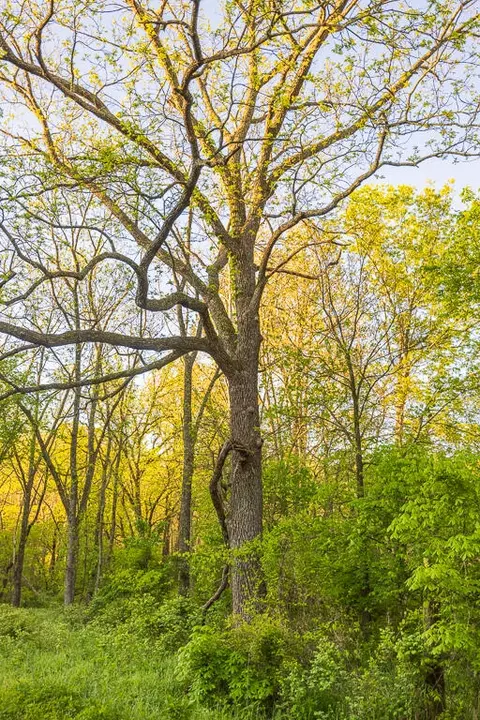 Other - 13760 Junction Rd, Eldridge, MO 65463 photo 82 of 131