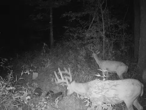 000 County Road 625, Birch Tree, MO 65438 photo 25