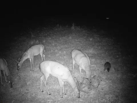000 County Road 625, Birch Tree, MO 65438 photo 37