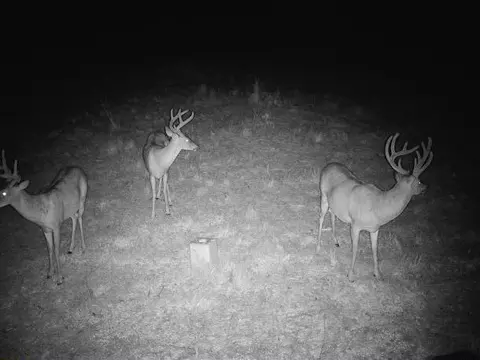 000 County Road 625, Birch Tree, MO 65438 photo 31