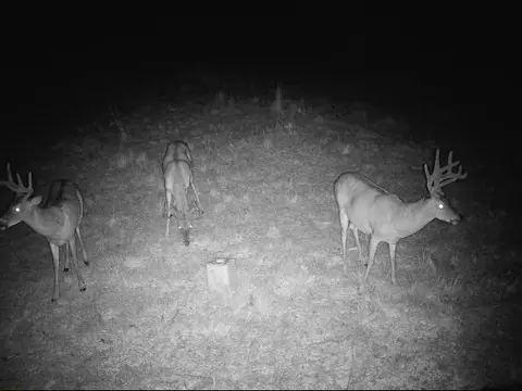 000 County Road 625, Birch Tree, MO 65438 photo 29