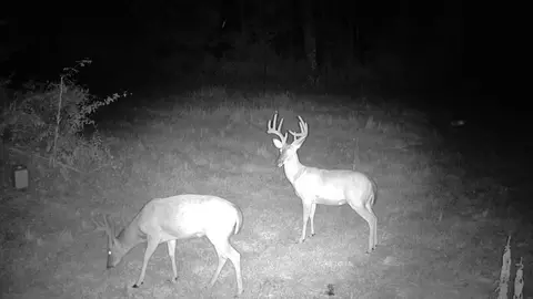 000 County Road 625, Birch Tree, MO 65438 photo 21
