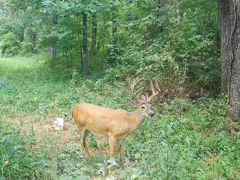 000 County Road 625, Birch Tree, MO 65438 photo 5