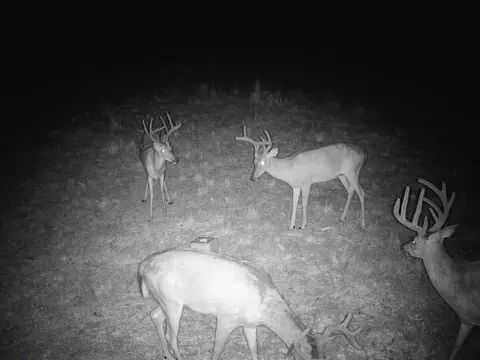 000 County Road 625, Birch Tree, MO 65438 photo 35