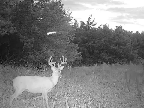 000 County Road 625, Birch Tree, MO 65438 photo 41