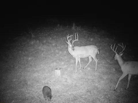 000 County Road 625, Birch Tree, MO 65438 photo 39