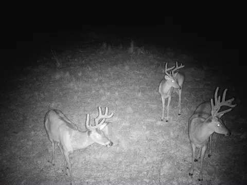 000 County Road 625, Birch Tree, MO 65438 photo 33