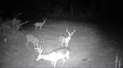 000 County Road 625, Birch Tree, MO 65438 photo 17