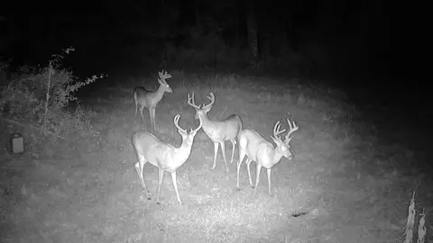 000 County Road 625, Birch Tree, MO 65438 photo 19