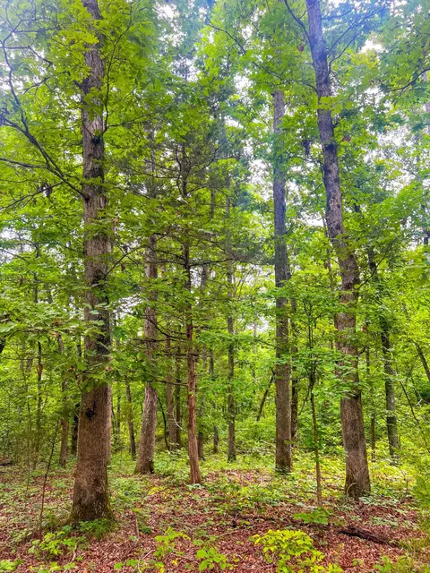 000 Y-617, Birch Tree, MO 65438 photo 3