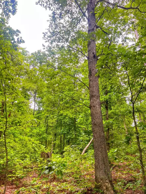 000 Y-617, Birch Tree, MO 65438 photo 11