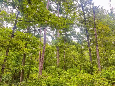 000 Y-617, Birch Tree, MO 65438 photo 4