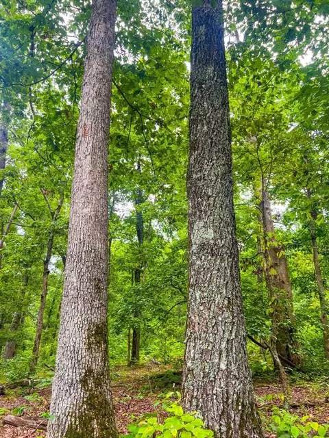 000 Y-617, Birch Tree, MO 65438 photo 13