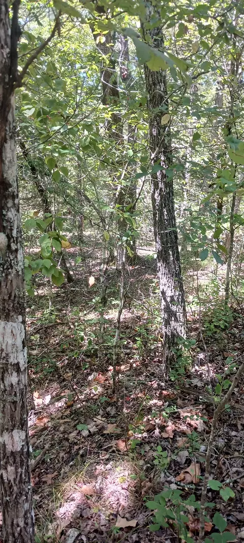 lot23 Meadow Ln, Theodosia, MO 65761