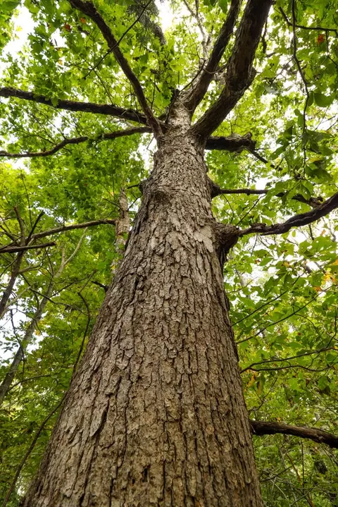 tbd Timber Cir, Tunas, MO 65764 photo 30