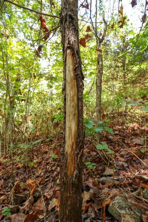 tbd Timber Cir, Tunas, MO 65764 photo 17