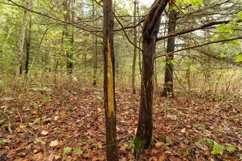 tbd Timber Cir, Tunas, MO 65764 photo 22