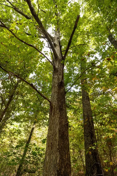 tbd Timber Cir, Tunas, MO 65764 photo 18