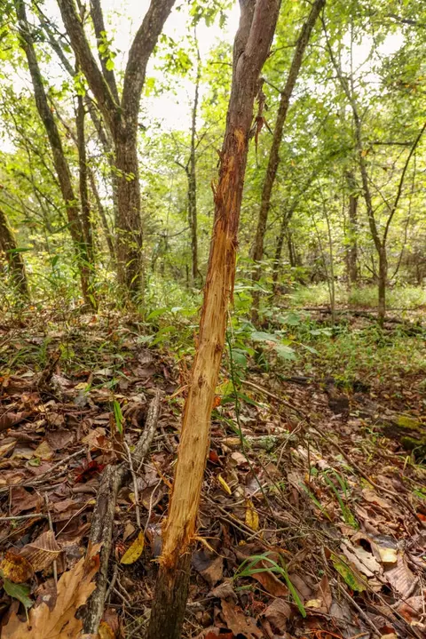 tbd Timber Cir, Tunas, MO 65764 photo 24