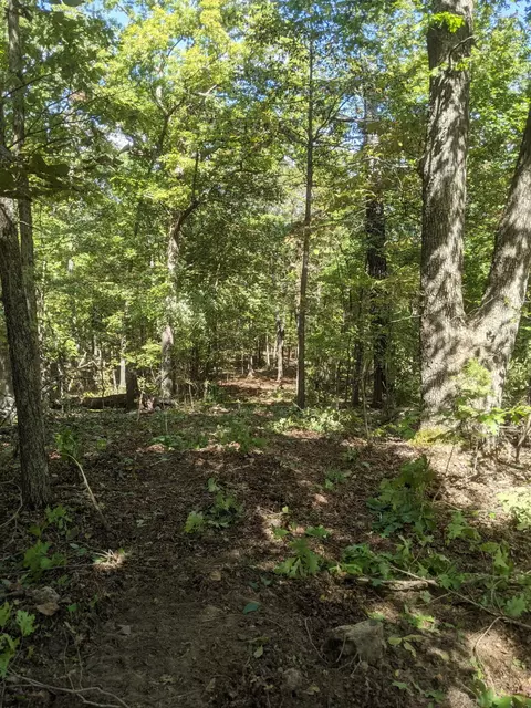 000 County Road 330, Dora, MO 65637 photo 11