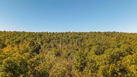 000 County Road 317, Thayer, MO 65791 photo 4