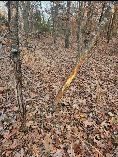 Tract 3 Styles Road, Noel, MO 64854 photo 36
