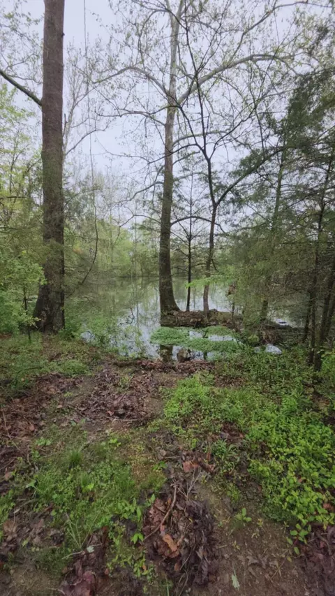 000 Wolfe Dr, Mountain Grove, MO 65711 photo 10
