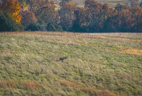 Other - 6601 County Line Rd, Graff, MO 65660 photo 16 of 21