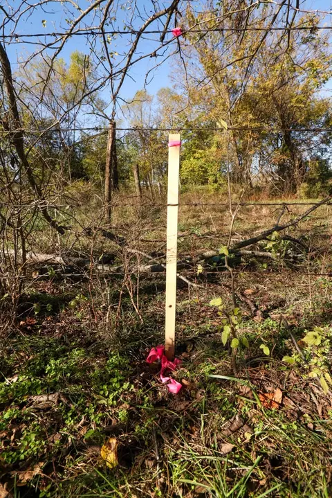 000 County Road 2000, Everton, MO 65646 photo 8