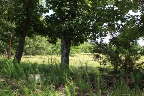000 Cr 543, Gainesville, MO 65655 photo 15